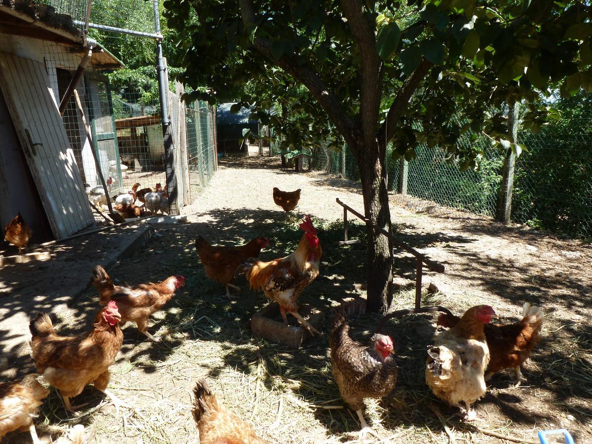 Agriturismo San Marco Rosignano Marittimo Ngoại thất bức ảnh